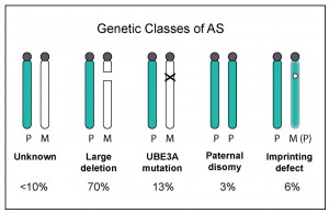 genetic classes of as